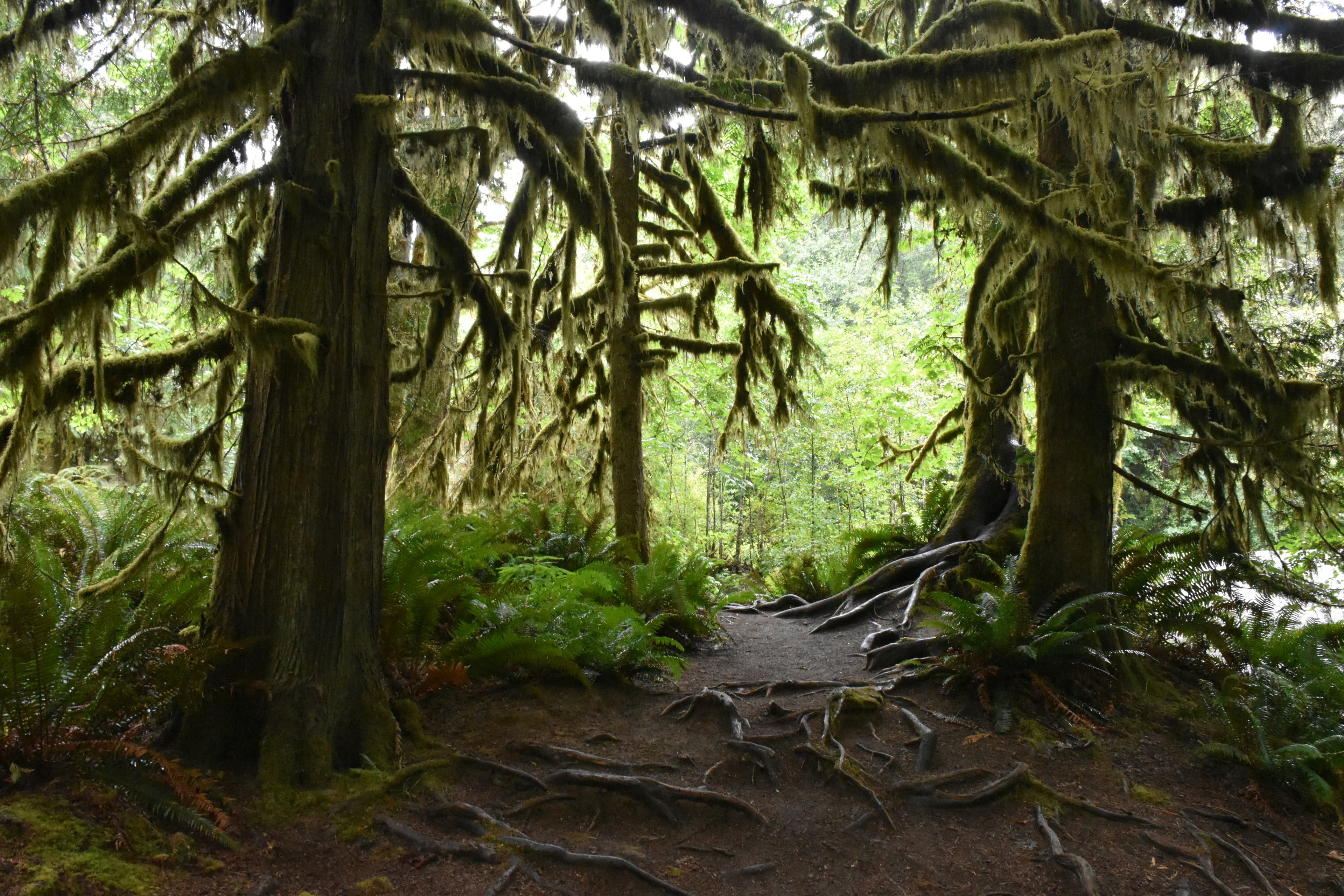 Cathedral Grove