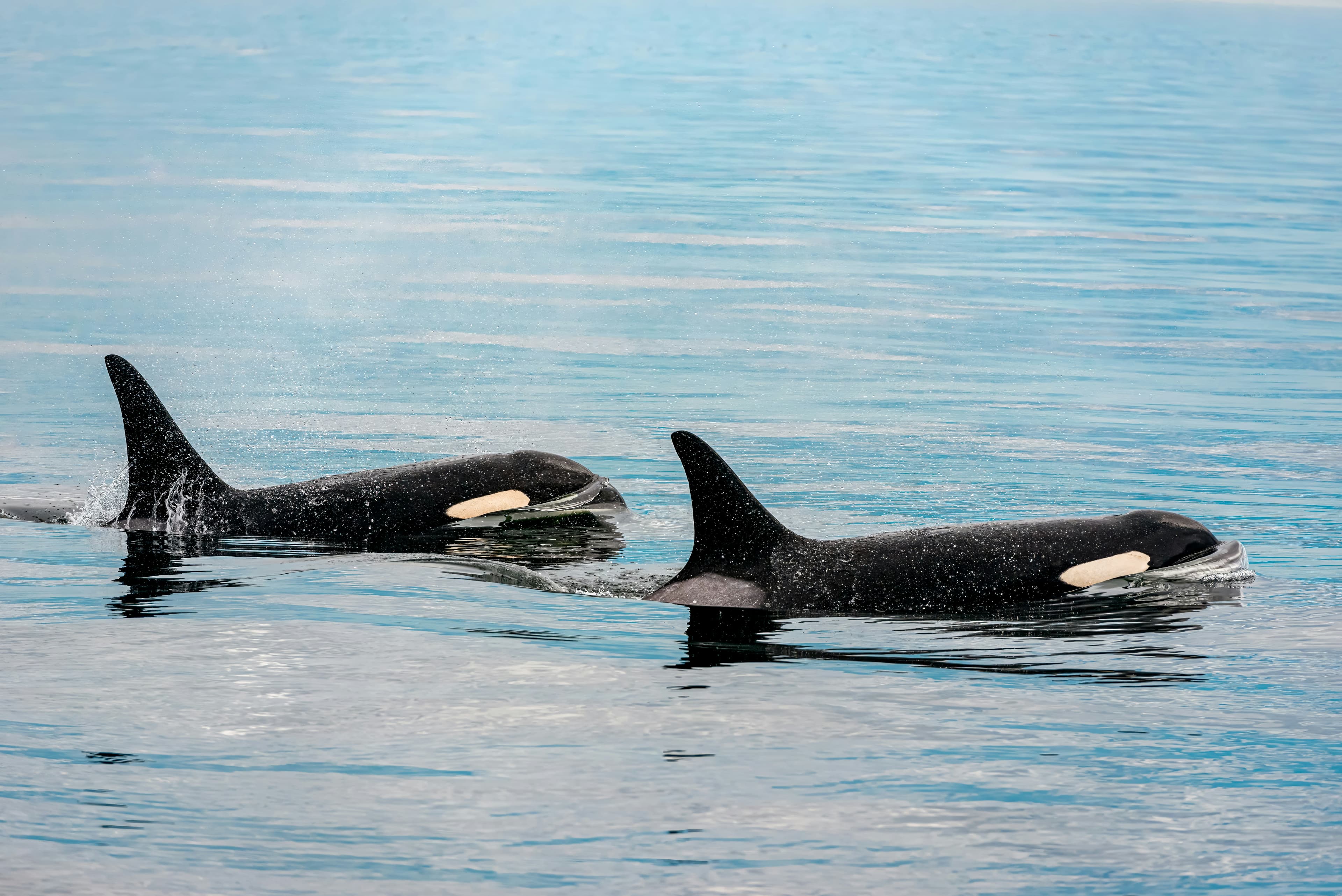 Whale watching
